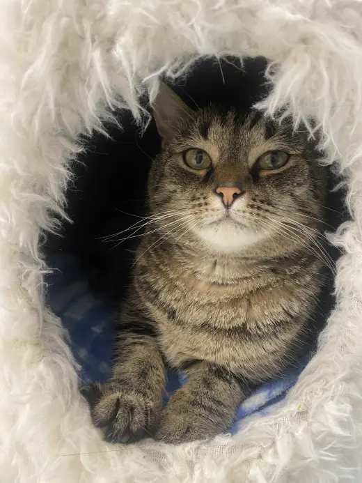 Charlene (bonded to Emory) - KBC