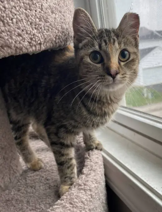 Emory (bonded to Charlene) - KBC
