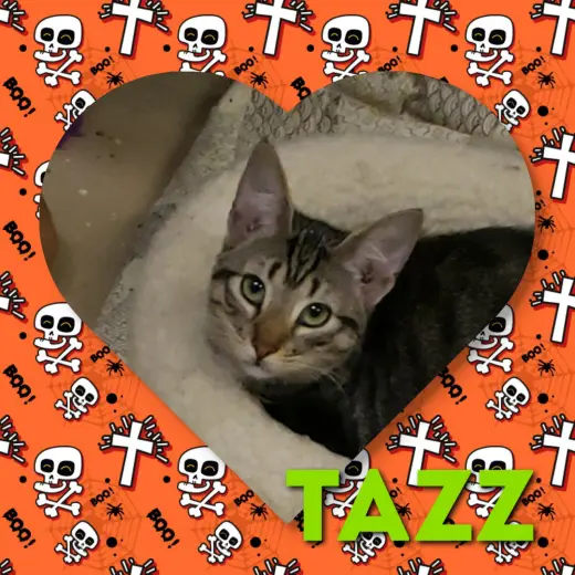 Tazz