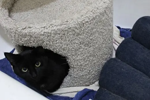Buster Bonded with Ray Ray