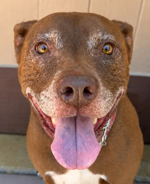 Lucy Ann - Adopt Me!