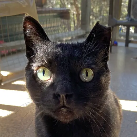 Yakko