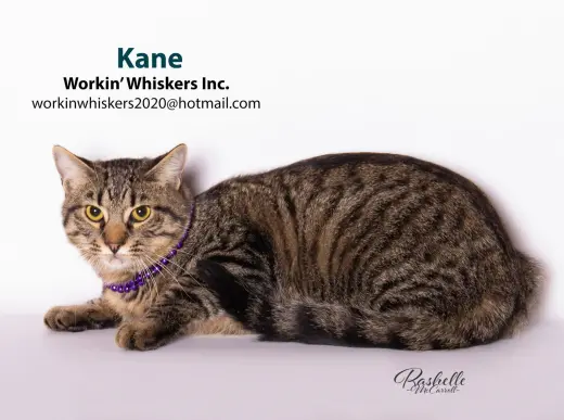 KANE