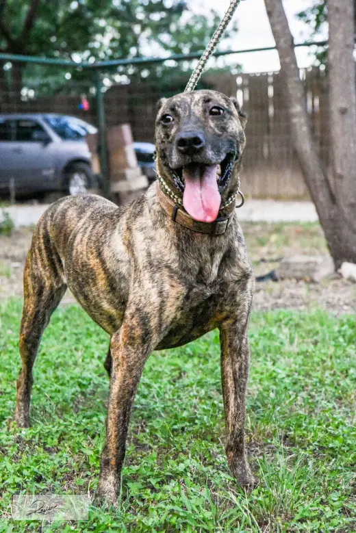 Cora