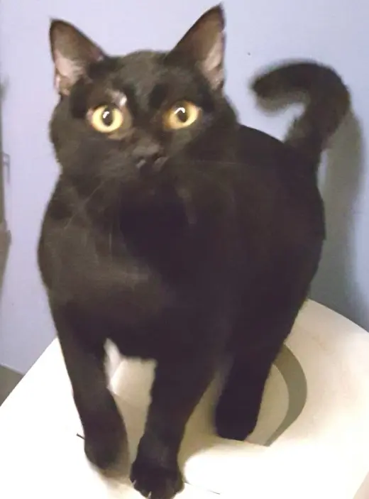 Blushy Panther