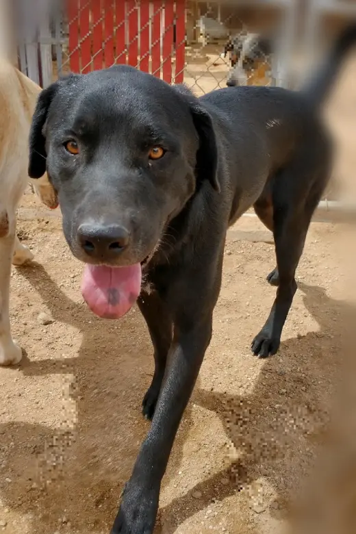 Blitzen- Stunning!  **