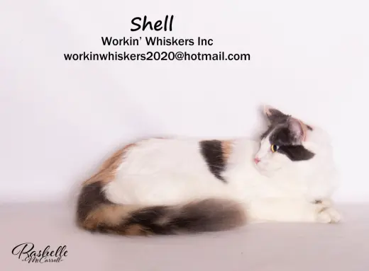SHELL