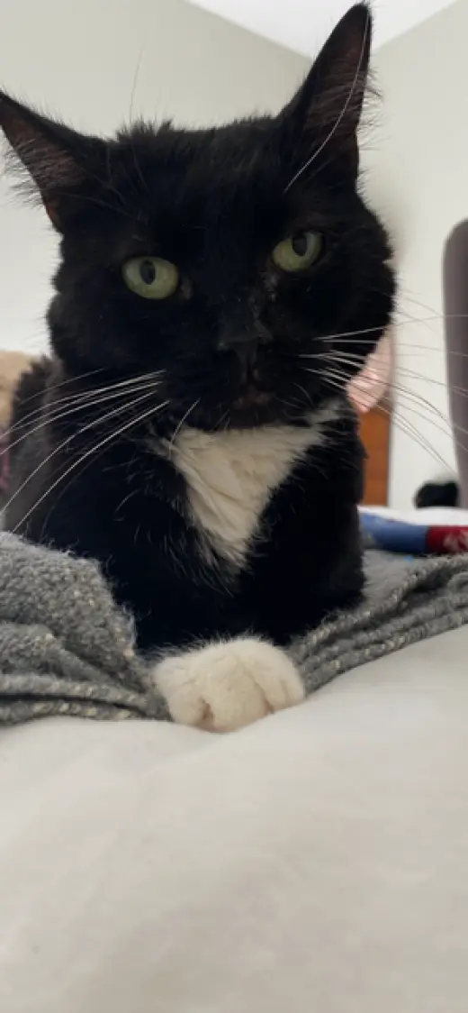 Meredith