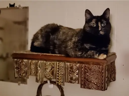 Adele ~BONDED WITH HALLE BERRY~ Shop Cats