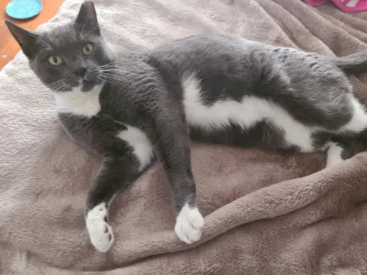 Suki