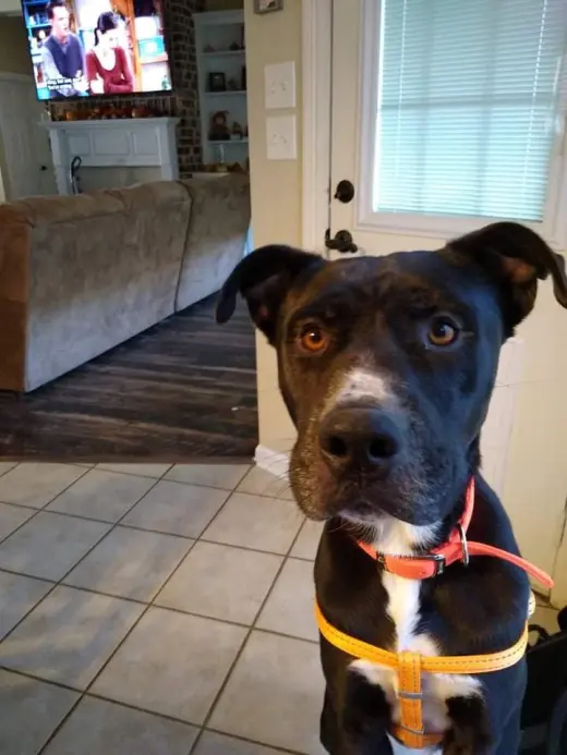 Buddy (Reduced Rover)