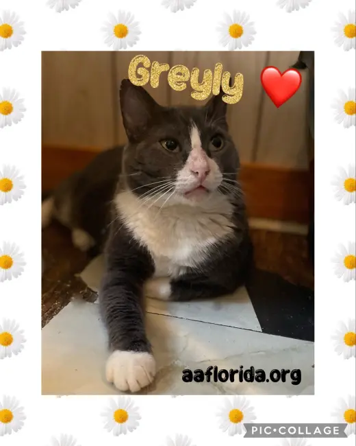 Greyly