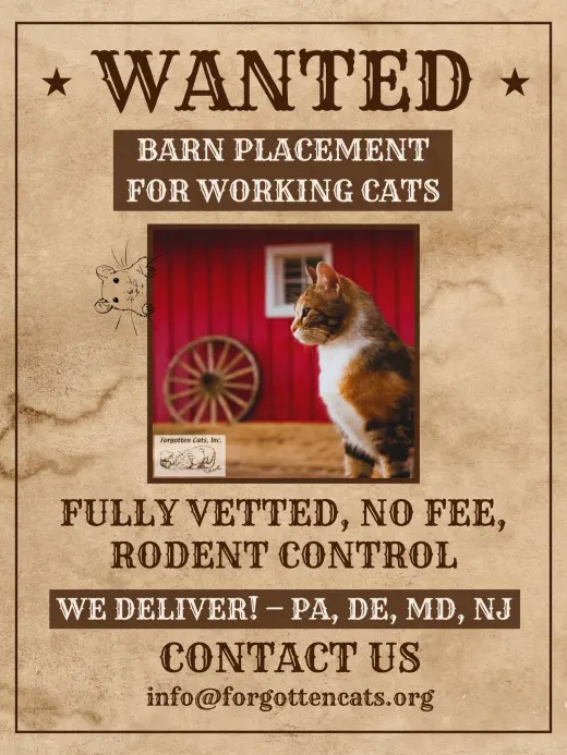 We Have Male and Female Barn Cats!