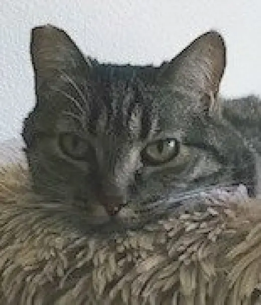 Tigra