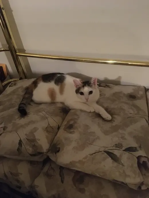 Sweet Pea