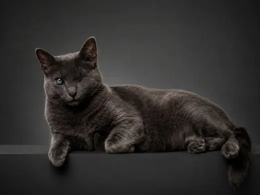 Silver (FELV+ Foster Kitty)