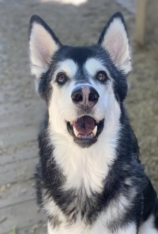 Roxie