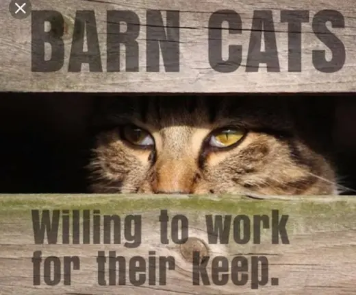 Barn Cats