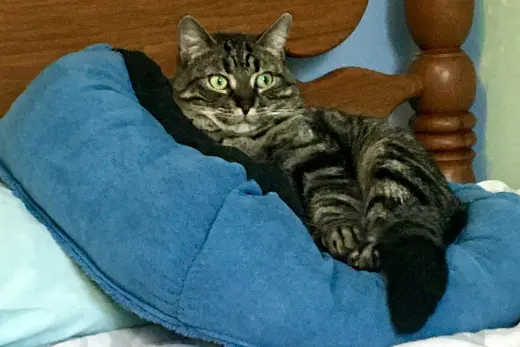 Piper