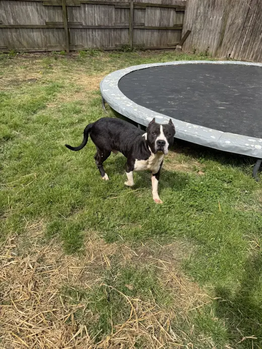 Sampson