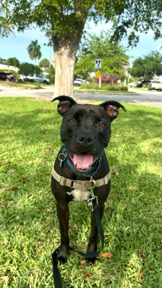 Elliot