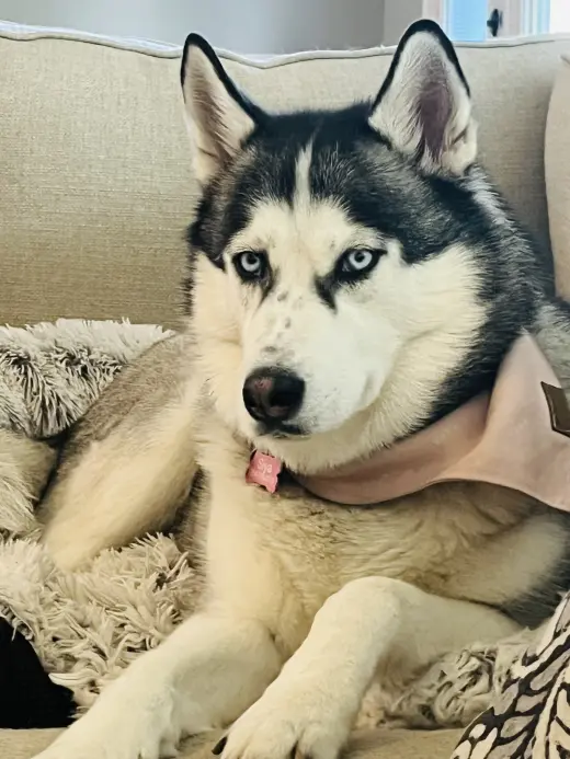 Siya