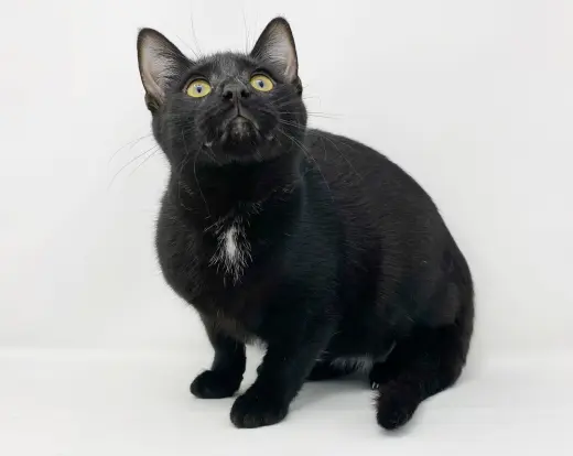 Ct Litter Felicity