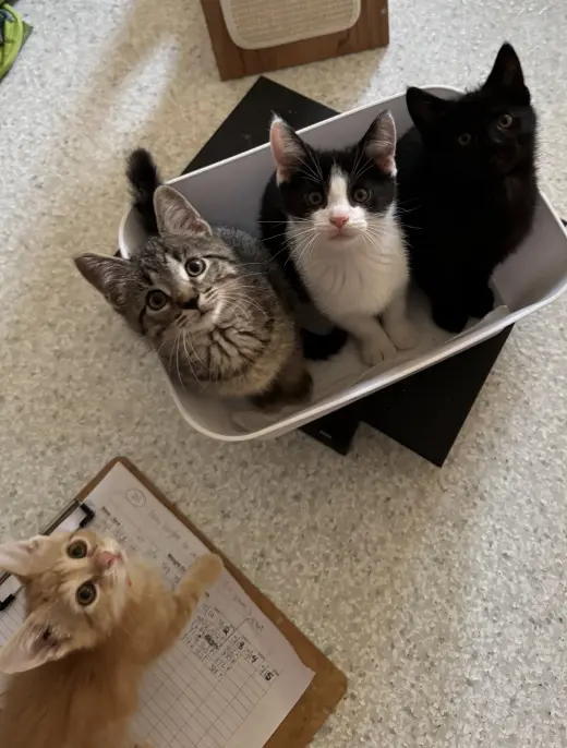 ***Kitten Special 2 for $200