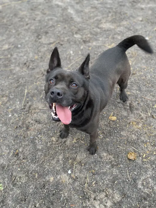Tyson
