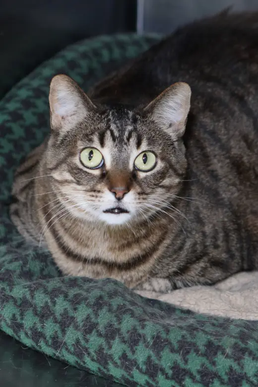 Sabrina