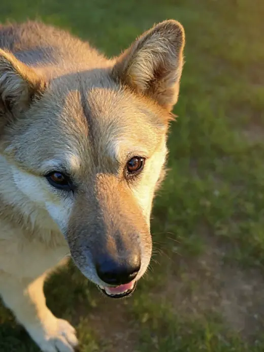 Sadie