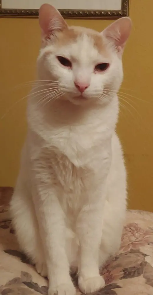 MONTECOR