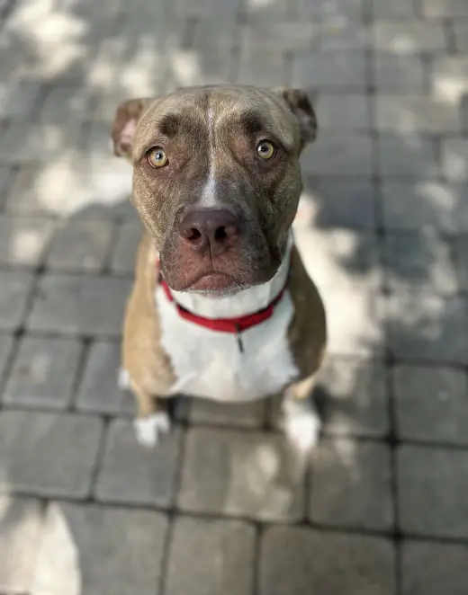 ADDIE
