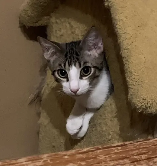 Theodore (Teddy)