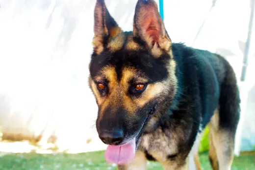Sarge -