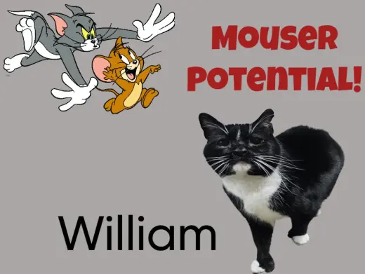 William - The Wild Kitty