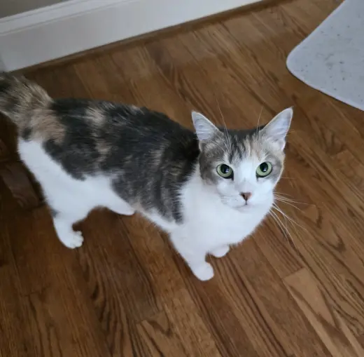 Farah