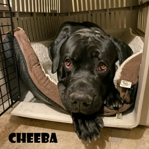 Cheeba