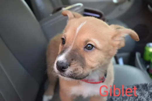 Giblet (coming soon)