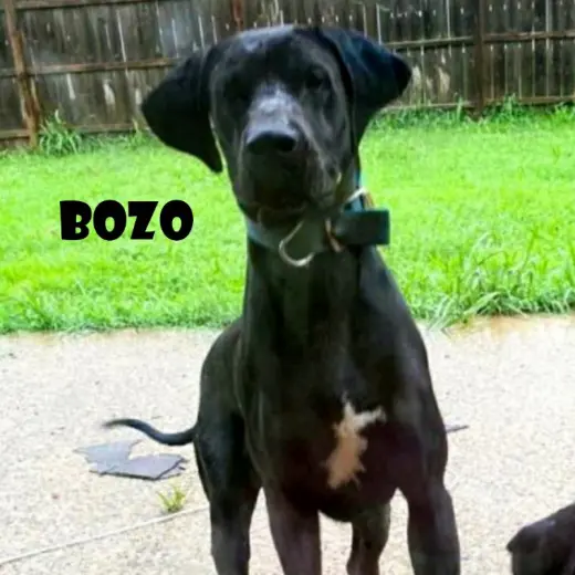 Bozo (foster needed)