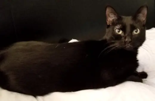 Amber - Petsmart Foster Home