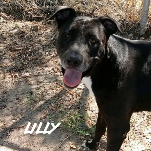 Lilly