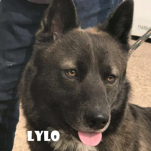Lylo