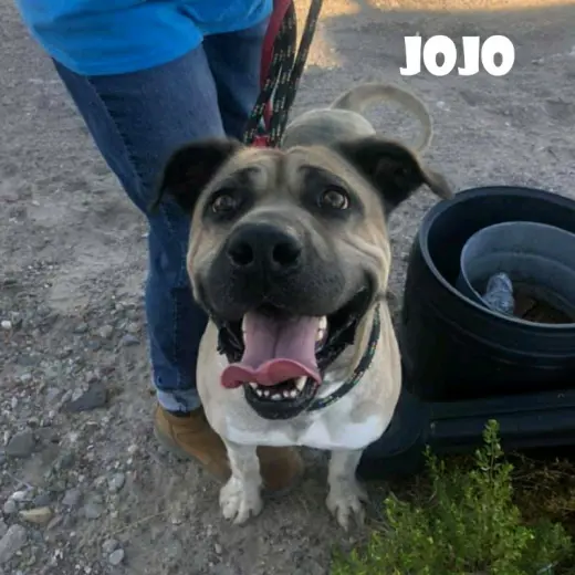 Jojo
