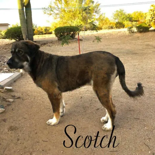 Scotch
