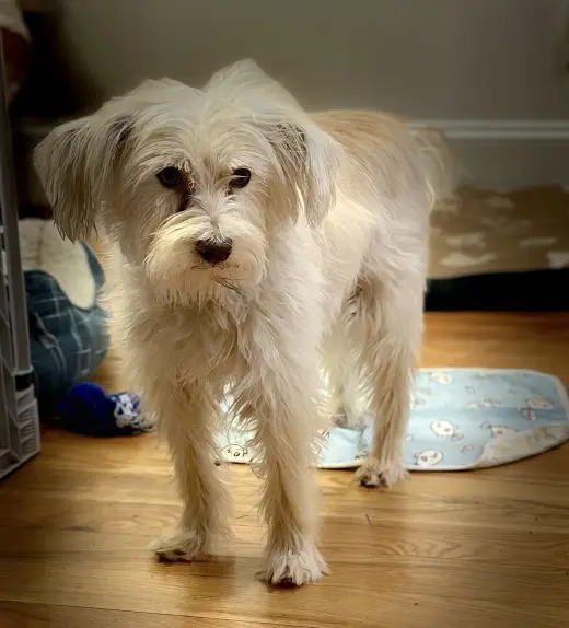 Poppy