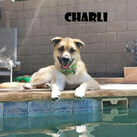 Charli