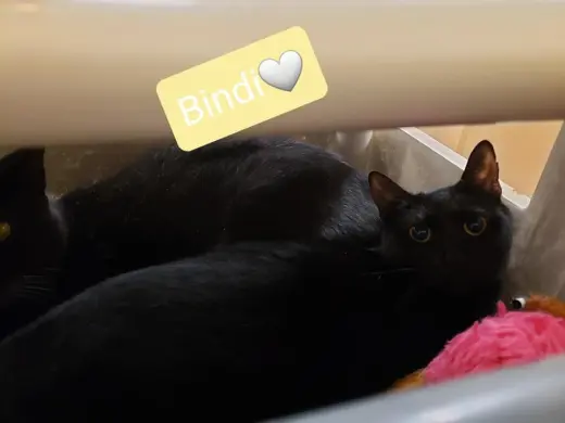 Bindi