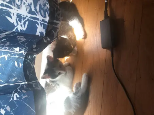 Archie