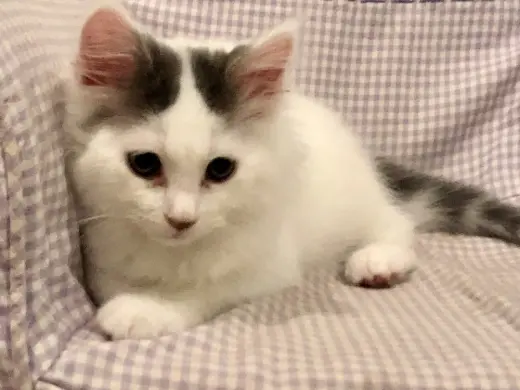 Casper